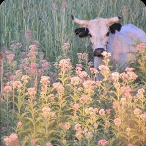 Meet your Posher, Afiya